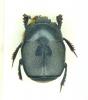 Hypocaccus pelleti